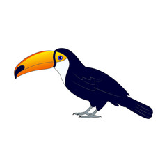 Colorful toucan bird on the ground