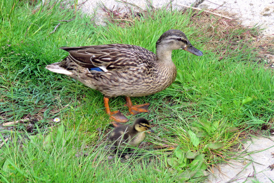 Mother and baby duck on the lakeside