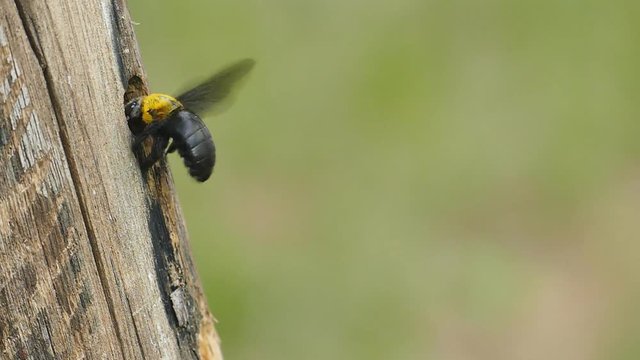 Carpenter bee (Xylocopa varipuncta) in the nature, flying into the cavity on wooden.