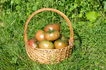 Tomatoes in a basket on the grass