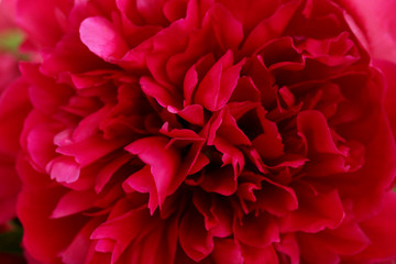 Bouquet of red peony flowers background, close up