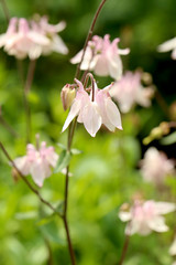Beautiful pink spring flowers on outdoors