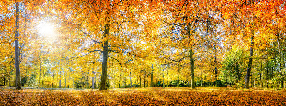 Herbstwald Panorama im Sonnenlicht