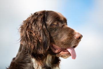Kleiner Munsterlander dog outdoors in nature