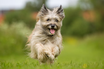 Happy and smiling dog running