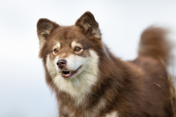 Finnish Lapphund Dog