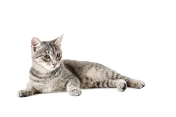 Photo sur Aluminium Chat Beau chat gris isolé sur un blanc