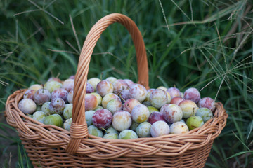plum in a wicker basket in the garden