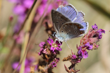 Blue butterfly on the purple flowers in autumn