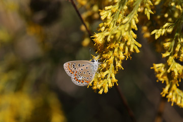 Butterfly, who drinks the nectar of yellow flowers