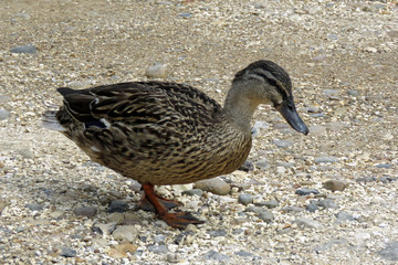 Mother duck on the gravel near the pond