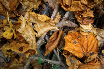 Detail of autumn leaves
