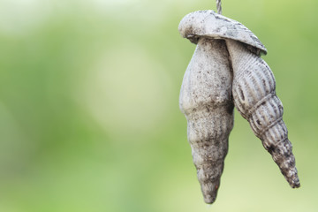 Old  sea shell hang mobile hanging outdoor 