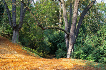 Fototapeta premium Forest road in autumn