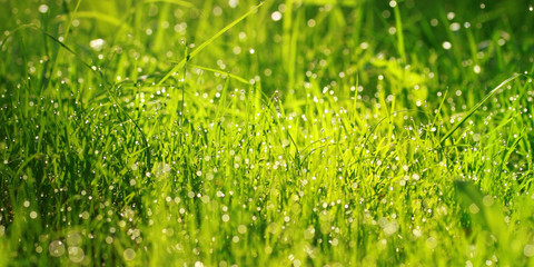 Naklejka premium Wet grass in dews