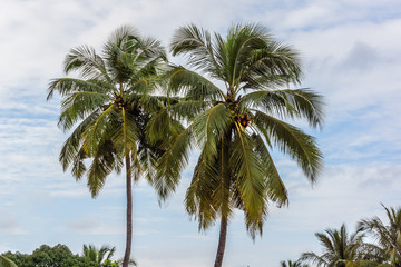 Obraz na płótnie Canvas Palm trees with coconuts. Goa, India.