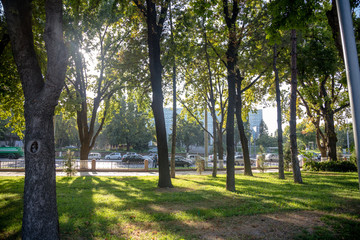 Green park with lawn and trees in a city at sunset