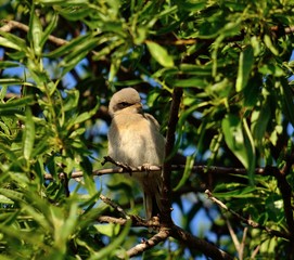 Young gray shrike on almond tree
