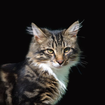 Portrait of cat on black background