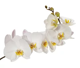 Foto op Canvas White orchid flowers © dpetrakov