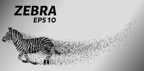 Zebra, particle divergent composition, vector illustration. Silhouette of a zebra from particles. © newrossosh