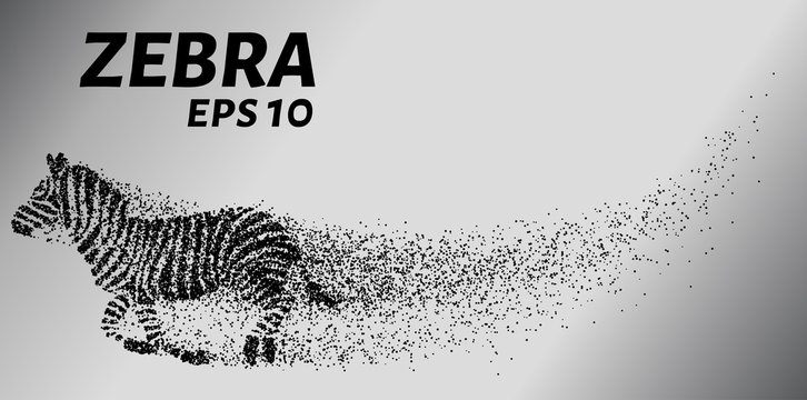 Zebra, particle divergent composition, vector illustration. Silhouette of a zebra from particles.