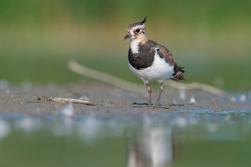 Northern Lapwing (Vanellus vanellus)