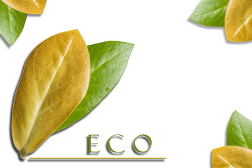 The concept of ecology. Green and yellow leaves with the inscription eco isolated on white background 