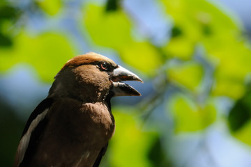Portrait of Hawfinch among green leaves