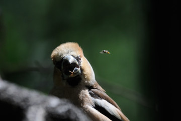 Hawfinch amazed at flying insect