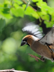 Flying Hawfinch among green leaves