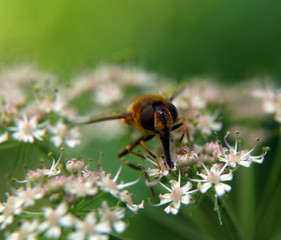 Rüsseltierchen