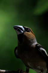 Portrait of Hawfinch among green leaves