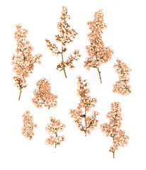 Dry pastel flower yarrow