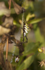Spider Argiope Bruennichi on the web