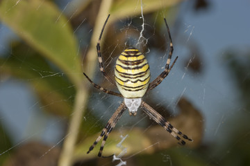 Spider Argiope Bruennichi on the web