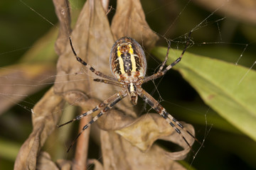 Spider Argiope Bruennichi on the web