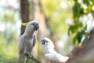 Beautiful white Cockatoo, Sulphur-crested Cockatoo (Cacatua gale