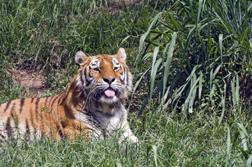 Bengal tiger in the zoo