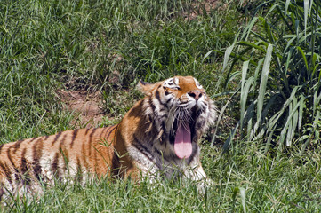 Bengal tiger in the zoo