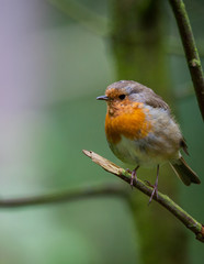 Robin in a tree