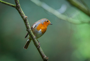 Robin in a tree