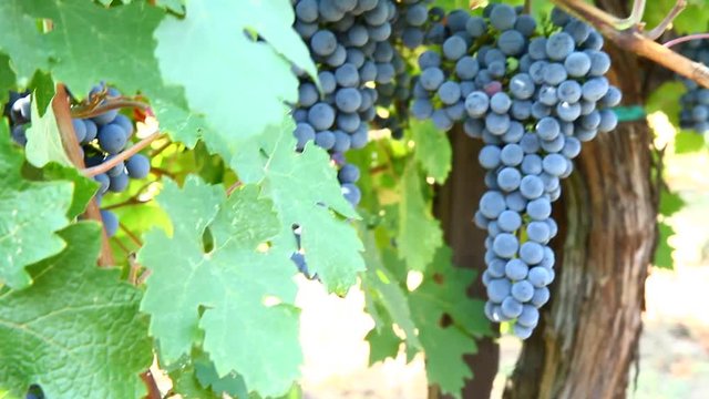 grappoli di uva nera nel vigneto nell'oltrepo pavese