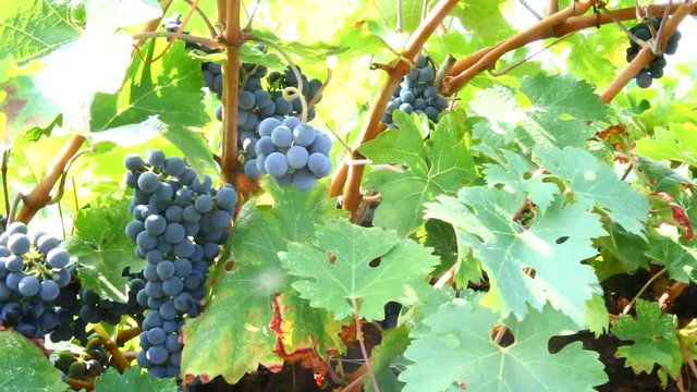 vendemmia: raccolta e taglio di un grappolo d'uva nera