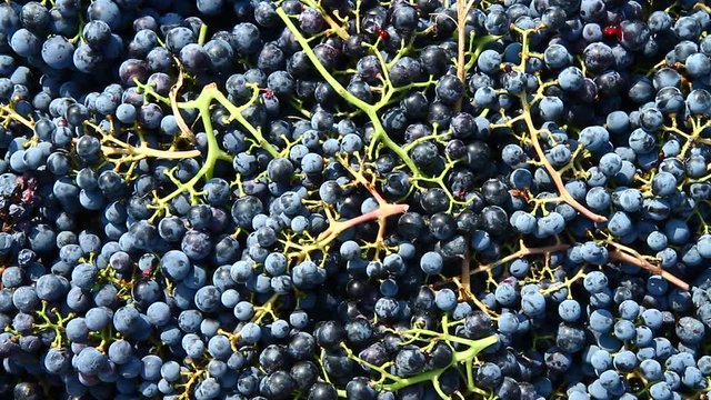 cassetta d'uva nera appena raccolta