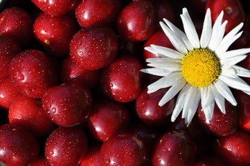 Ягоды черешни