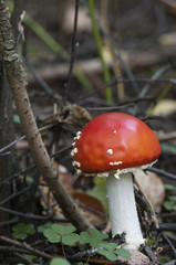 Toadstool mushroom