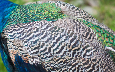 Fototapeta premium texture of peacock feathers