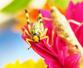 the locust close up