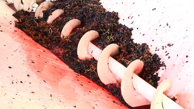 vendemmia: pigiatura dell'uva tramite macchinario specializzato